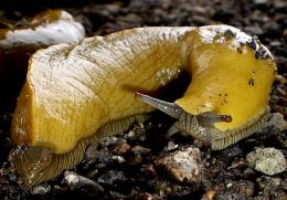 banana_slug.jpg